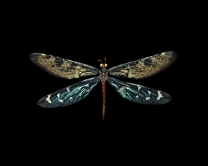 Images Dated 21st December 2012: Antlion Print: Palparellus voeltzkowi Insect Image