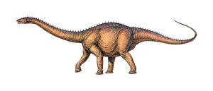 Images Dated 23rd November 2005: Apatosaurus dinosaur