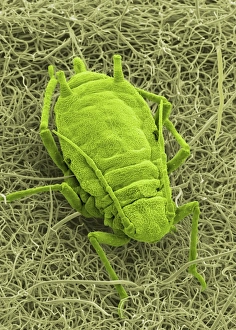 Coloured SEM Images Prints: Aphid on a leaf, SEM