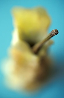 Apple Health Benefits Prints: Apple core