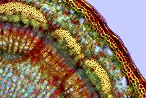 Polarised Light Microscopy Prints: Apple stem, light micrograph