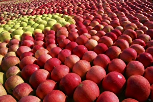 Apples Print - Kivik Sweden Display