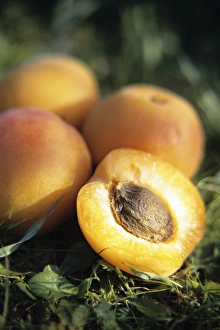 Apricot Fruit Prints: Apricots