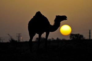Arabian Camel Print, Negev Desert