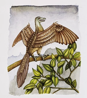 Jurassic Period Fossils Prints: Archaeopteryx