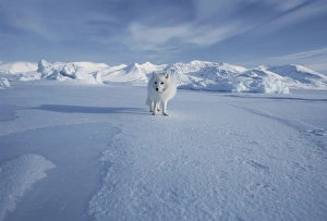 Arctic Fox Prints: Arctic fox
