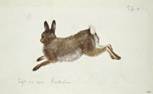 Arctic Wildlife Illustrations Prints: Arctic hare, artwork C016 / 5885