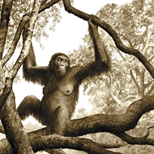 Ancient Human Ancestor Prints: Ardipithecus ramidus, artwork C013 / 9571