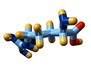 Images Dated 2008 January: Molecular model print of Arginine