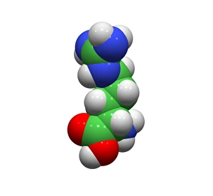 Computer model of the arginine molecule in 3D print