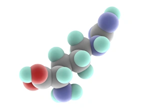Arginine Molecule Print, 3D Molecular Model