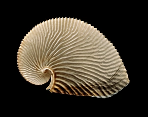 Prints of Argonaut octopus eggcase shell. Egg case from a female greater argonaut (Argonauta argo) found in the Indo-Pacific. Argonauts are a group of pelagic octopuses Images Dated 2013 December: Argonaut Octopus Eggcase Shell Print