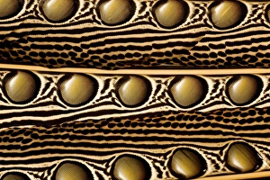 Images Dated 7th November 2011: Argus Pheasant Secondary Wing Feathers Print