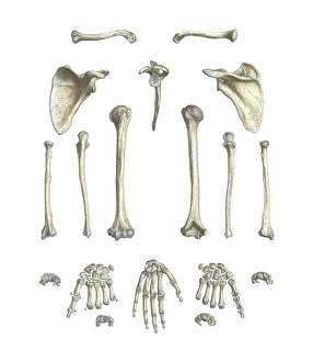 Human Body Anatomy Illustrations Prints: Arm bones, artwork