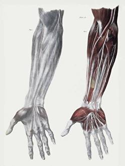 Images Dated 10th December 2004: Arm Nerves Print: Anatomical artwork of forearm nerves and muscles