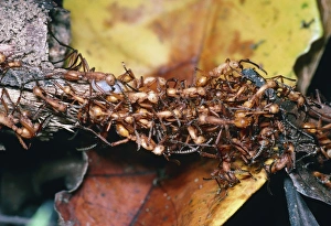 Amazon Rainforest Fauna Prints: Army ants
