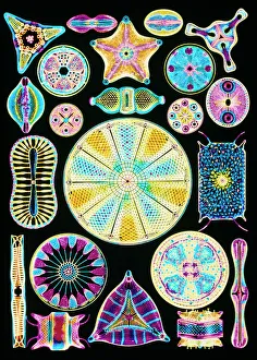 Art of Diatom algae (from Ernst Haeckel) Art of Diatom algae (from Ernst Haeckel)