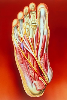 Art of foot: fracture, Kohlers disease, neuritis Art of foot: fracture, Kohlers disease, neuritis