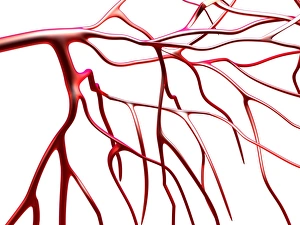 Blood Vessel Illustration Prints: Arteries, computer artwork