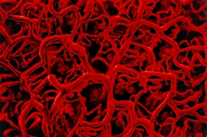Artwork based on SEM of microcapillary network Artwork based on SEM of microcapillary network