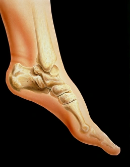 Artwork of bones in human ankle joint & foot Artwork of bones in human ankle joint & foot