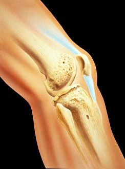 Artwork of bones & ligament in human knee joint Artwork of bones & ligament in human knee joint