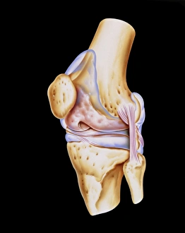 Artwork of bones & ligaments in human knee joint Artwork of bones & ligaments in human knee joint
