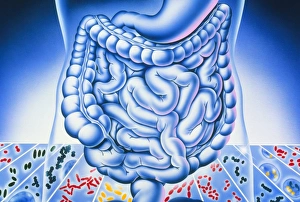Artwork of digestive system and harmful bacteria Artwork of digestive system and harmful bacteria