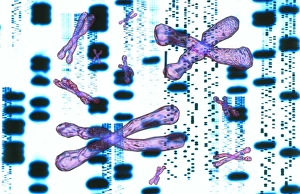 Artwork of DNA sequences and chromosomes Artwork of DNA sequences and chromosomes