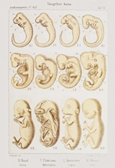 Prints of Historical artwork of embryonic development. Four mammalian embryos of (from left to right) a dog, a bat, a rabbit and a human Images Dated 2007 June: Embryonic Development Print, 1891