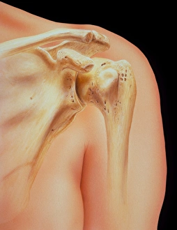 Artwork featuring bones of human shoulder joint Artwork featuring bones of human shoulder joint