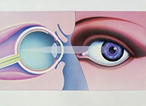 Artwork of human eye in front view and in section Artwork of human eye in front view and in section