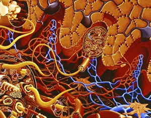 Artwork of human skin showing Meissners corpuscle Artwork of human skin showing Meissners corpuscle