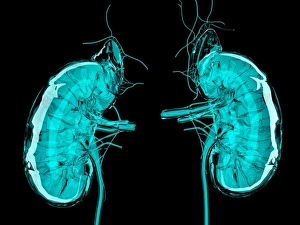 Kidney Anatomy Prints: Artwork of the kidneys