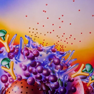 Artwork of mast cells in an allergic response Artwork of mast cells in an allergic response