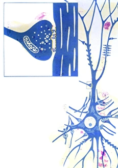 Images Dated 1997: Nerve Cell and Synapse Print