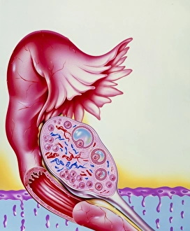 Artwork of ovum (egg) development in womans ovary Artwork of ovum (egg) development in womans ovary