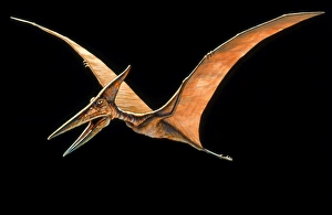 Artwork of the pterosaur, Pteranodon sp Artwork of the pterosaur, Pteranodon sp