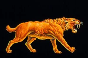 Images Dated 12th January 1999: Artwork of a sabre-toothed cat (Smilodon sp. )