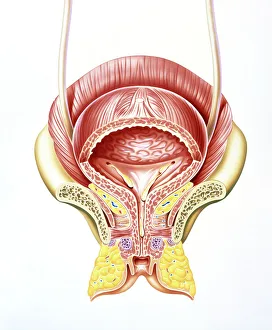 Section through the female bladder Print