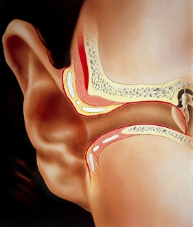 Human Ear Anatomy Prints: Artwork of section through human ear