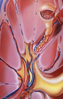 Images Dated 1997: Section through human kidney print