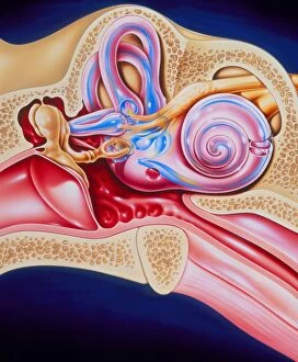 Images Dated 16th July 1996: Artwork of sensory organs in middle & inner ear