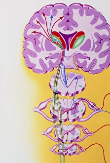 Artwork showing the nerve pathways to the brain Artwork showing the nerve pathways to the brain