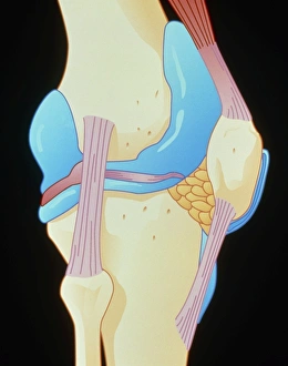 Artwork showing the structure of the knee joint Artwork showing the structure of the knee joint
