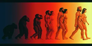 Artwork of the stages in human evolution Artwork of the stages in human evolution