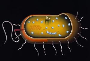 Images Dated 1988: Bacterial Cell Structure Print