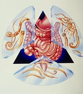 Images Dated 15th April 2004: Artwork of various intestinal parasites and gut