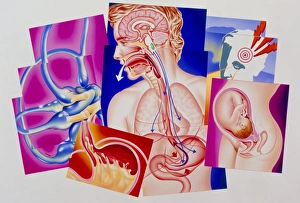 Artwork of vomiting reflex & causes of nausea Artwork of vomiting reflex & causes of nausea