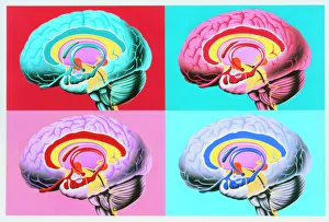 Artworks showing the limbic system of the brain Artworks showing the limbic system of the brain